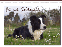 Tablet Screenshot of bordercollielasolanilla.com